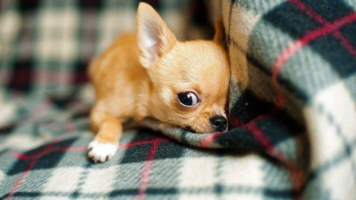 Chihuahueño pixabay 2